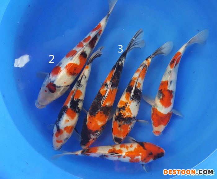 浙江台州蓬展 观赏鱼   锦鲤批发 锦鲤厂家