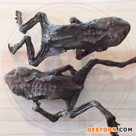 干蟾蜍干蛤蟆10只，，蟾蜍干的用法用量