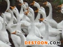 晋宁鹅苗多少钱-晋宁鹅苗-妙林农业