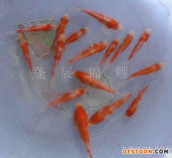 台州蓬展  锦鲤批发  锦鲤厂家 观赏鱼