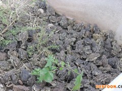 人工养殖蟾蜍的注意事项，喂食技术，药材加工技术