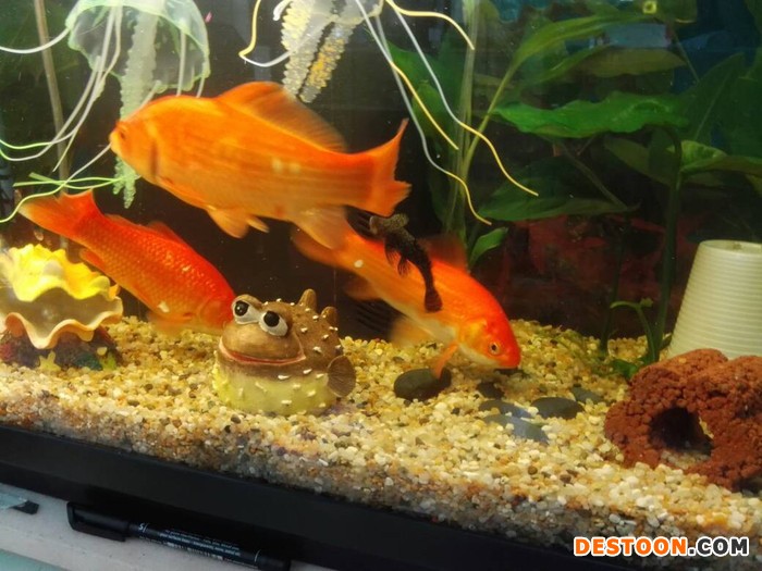 台州蓬展观赏鱼  锦鲤 批发  锦鲤厂家