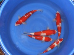 台州蓬展 观赏鱼  锦鲤批发  锦鲤厂家