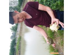 大量优质特种养殖动物 甲鱼苗批发零售 鳖批发零售 鲜活品水产品