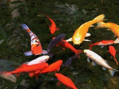 台州蓬展观赏鱼  锦鲤批发  锦鲤厂家