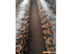 直销  赤灵芝  赤灵芝批发 赤灵芝