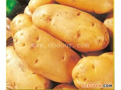 脱毒马铃薯原种批发-亳州马铃薯原种批发-雪原农业科技种业