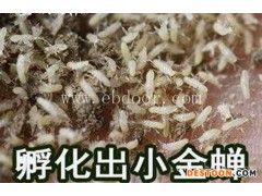 人工金蝉卵枝条基地-亿鸣金蝉养殖基地-淮北金蝉卵枝条基地