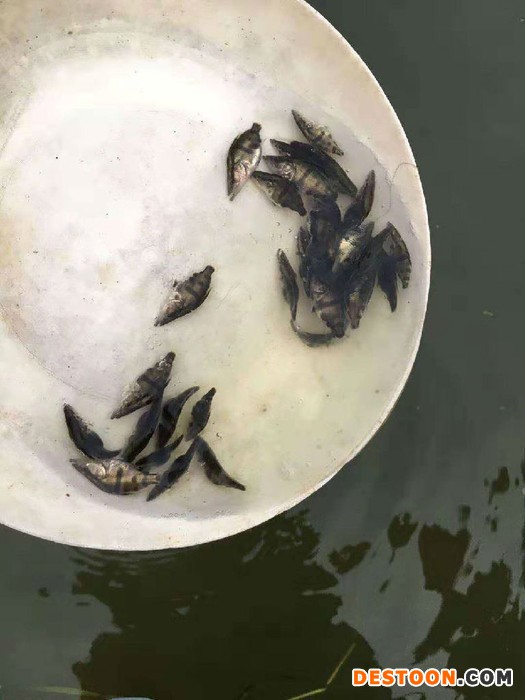 绥芬河黑鱼苗批发