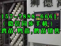 鸡西凉山高脚土鸡苗孵化基地 四川黑猪品种