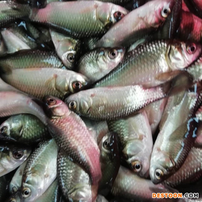 岳阳龙虾苗黑鱼苗