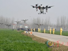 全力防治小麦条锈病-襄阳晋中市农业农村局