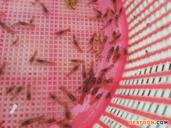 清河区罗非鱼苗罗非鱼苗