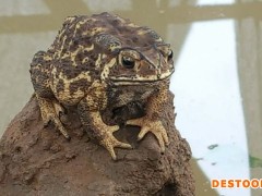 活体富硒蟾蜍10只装，华蟾素原料 药用推荐