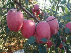 蛇果苹果苗批发 蛇果苹果苗批发价格 嫁接蛇果苹果苗批发