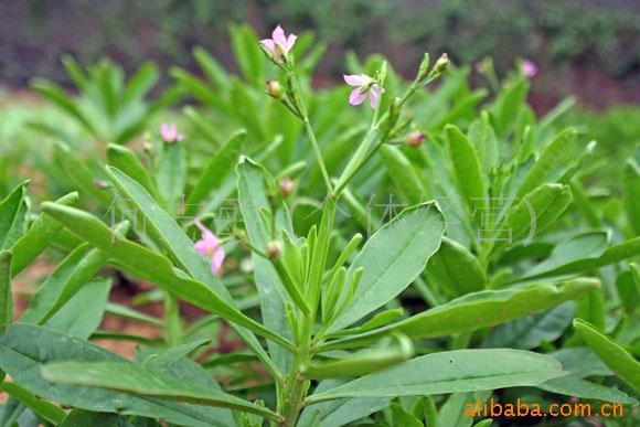 供应人参菜种子(图)