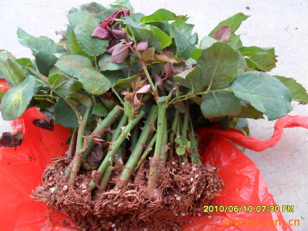 红日鲜花种苗种子销售，玫瑰苗，非洲菊苗，杂花苗等