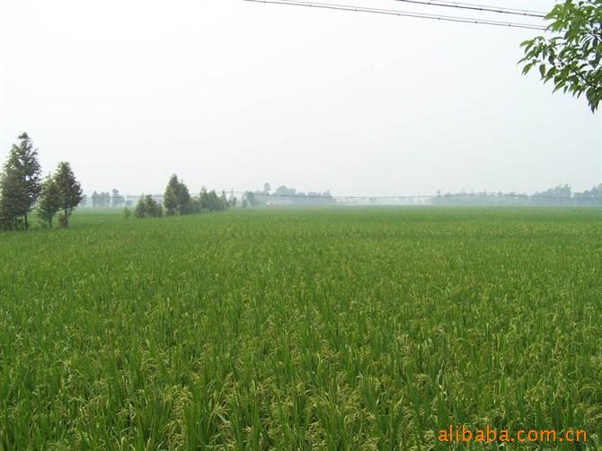 供应有机稻谷[ 粳稻米]