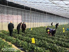 莒南县多措并举保证疫情防控时期绿色农产品安全供给-临沂市农业农村局