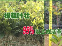 万信桂花苗基地教您如何正确选择商家