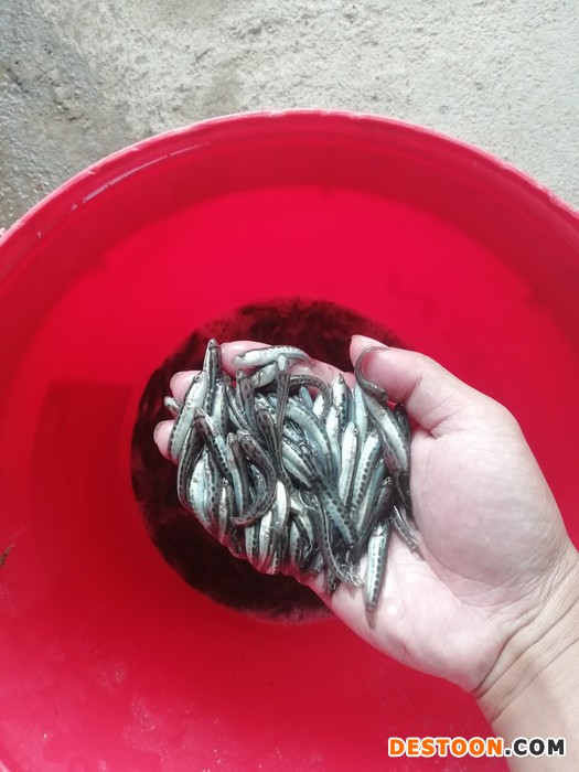 宏伟区黑鱼苗黑鱼苗