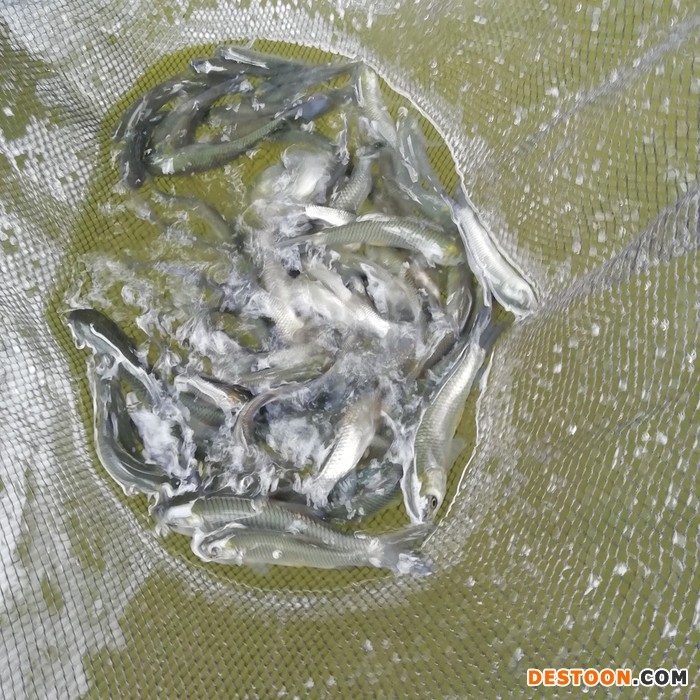 云梦县黑鱼苗黑鱼苗