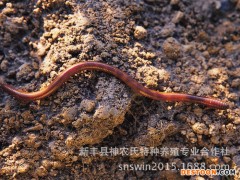 蚯蚓苗 大平二号蚯蚓种 农业特种养殖 太平二号蚯蚓种苗