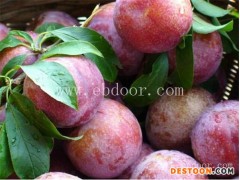 冰糖李子苗批发-冰糖李子苗-果源农业—品种多