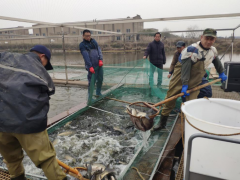 有鱼有肉，江阴市民“菜篮子”丰厚又平安