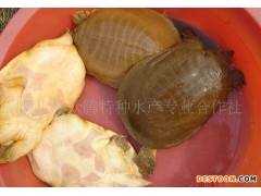 全国鲜活甲鱼苗 特种养殖动物 老鳖零售 水产生态甲鱼类