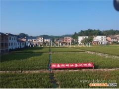 油茶树苗报价-商洛油茶树苗-湖畔油茶苗