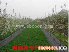 批发梨树苗-鄂州梨树苗-苗木供应(查看)