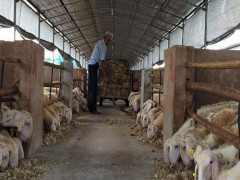 浙江湖羊养殖_辉煌牧业_正宗湖羊养殖