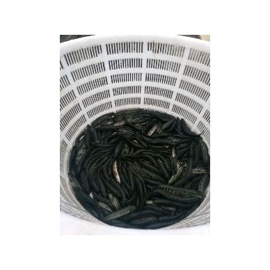 [供]常年出售优质黑鱼苗   黑鱼 量大优惠送货上门