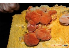 牛樟芝-牛樟芝的价格-长程天麻灵芝(推荐商家)