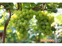 葡萄苗种植-葡萄苗-鲁粒大棚葡萄苗(查看)