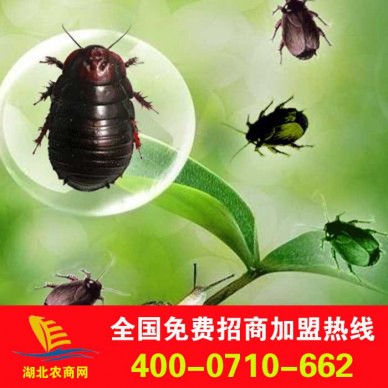 大量供应动物原药材 中药材 活土元 土鳖虫 蛰虫 药用土元