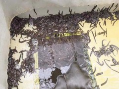 新垣 水产养殖箱 水蛭养殖箱方形蚂蝗养殖箱 日本医蛭养殖箱专业制造