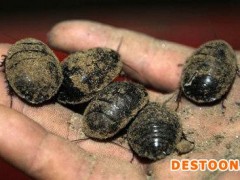 土元养殖    山东特种养殖基地  其他特种养殖