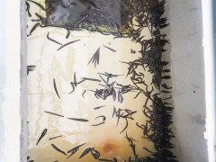 新垣 水产养殖箱 水蛭养殖箱方形蚂蝗养殖箱 日本医蛭养殖箱厂家畅销款