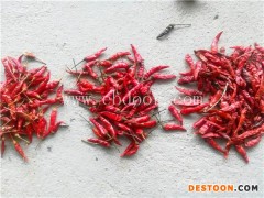 辣椒烘干烤房品牌-辣椒烘干烤房-河南国信机械(查看)