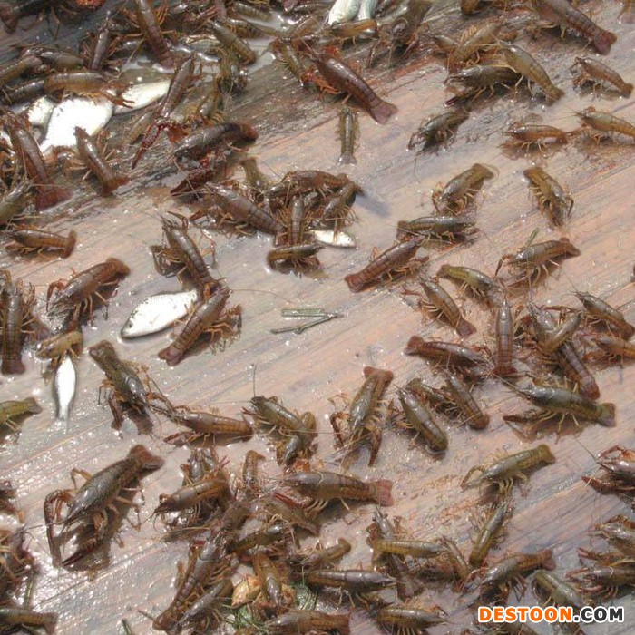 盱眙龙虾苗批发 龙虾苗供应 龙虾苗