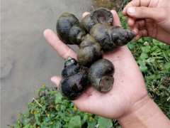 特种水产养殖 田螺 田螺苗 原生态仿野生养殖田螺 长年