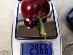 樱桃苗基地直销 吉塞拉樱桃苗 矮化樱桃苗 红灯樱桃苗 黄蜜樱桃苗