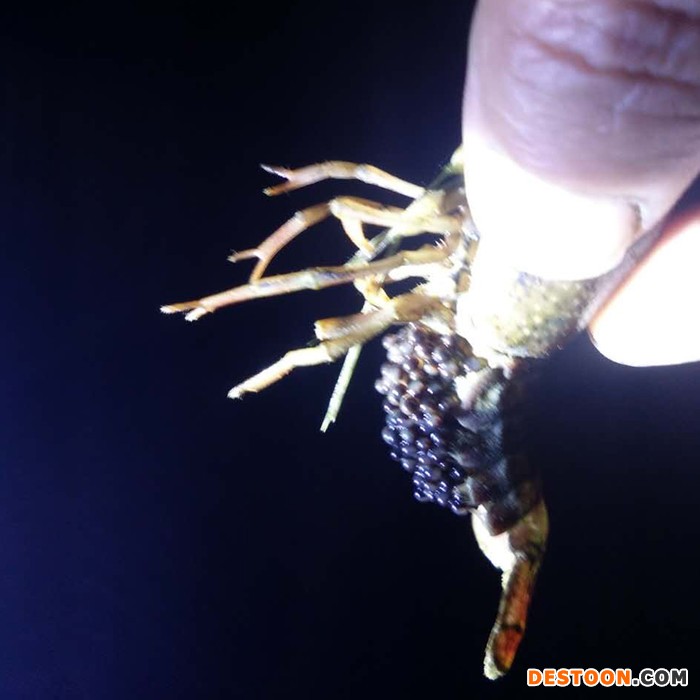 小龙虾批发价 盱眙龙虾 龙虾批发 小龙虾养殖 龙虾价格 小龙虾批发价