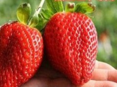 白草莓苗_草莓种苗_草莓生产苗_穴盘草莓苗_裸根草莓苗_草莓苗批发_草莓苗价格_草莓苗价钱