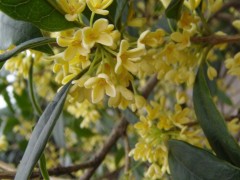 桂花掉叶子是怎样回事？