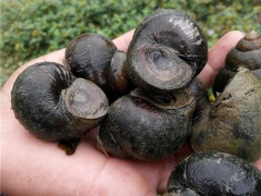 小田螺 田螺 鲜活 田螺肉 人工养殖味鲜肉美