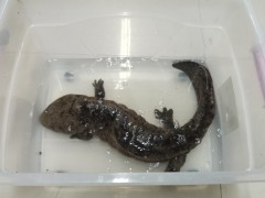 鹤壁市民及时救助娃娃鱼 并自动上交渔政部门