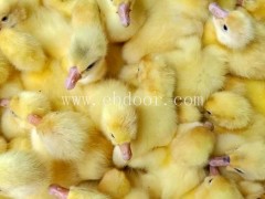 昆明鹅苗批发价-妙林农业-昆明鹅苗